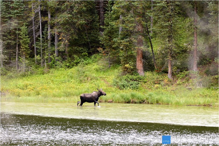 04-piney river ranch moose